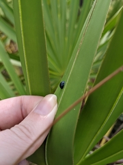 Hemisphaerota cyanea