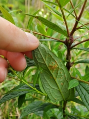 Coleosporium solidaginis