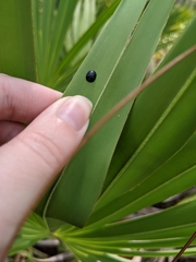 Hemisphaerota cyanea