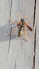 Polistes chinensis