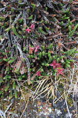 Cassiope tetragona