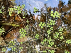Salvinia minima