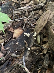 Marasmius rotula