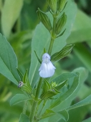 Salvia reflexa
