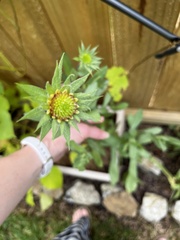 Gaillardia pulchella
