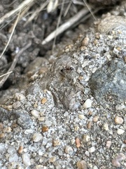 Cardiocondyla mauritanica