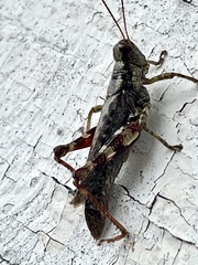 Acrididae