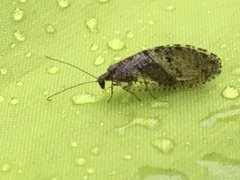Hemerobiidae