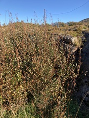 Betula nana
