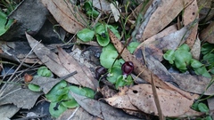 Corybas recurvus