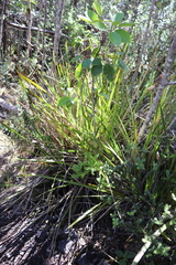 Cheirodendron trigynum