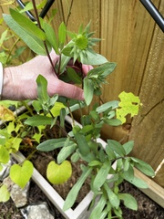 Gaillardia pulchella