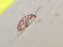 Hemerobiidae