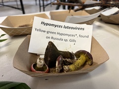 Hypomyces luteovirens