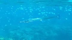 Tylosurus gavialoides