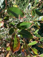 Betula nana