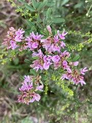 Lespedeza virginica