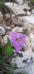 Tradescantia