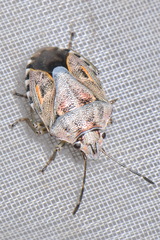 Holcogaster fibulata