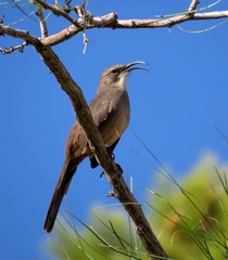 Toxostoma redivivum