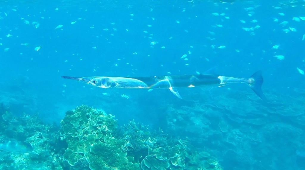 Alligator gar (Tylosurus gavialoides) — Belonidae