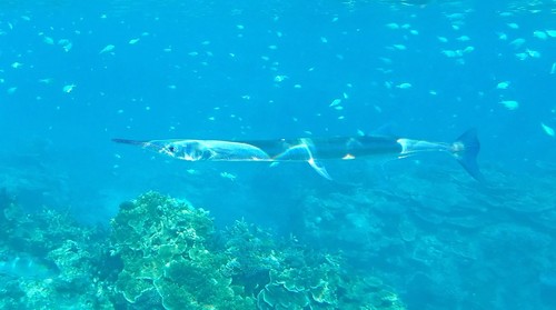 Alligator gar (Tylosurus gavialoides) — Belonidae