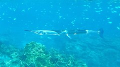 Tylosurus gavialoides