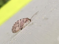Hemerobiidae