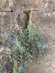 Jacobaea