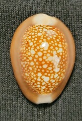 Monetaria caputophidii