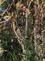 Betula nana