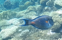 Acanthurus sohal