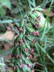 Epipactis helleborine