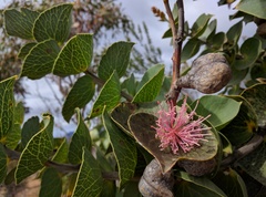 Hakea cucullata