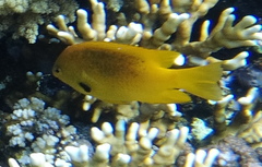 Pomacentrus sulfureus