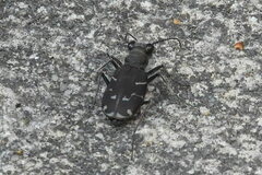 Cicindela tranquebarica
