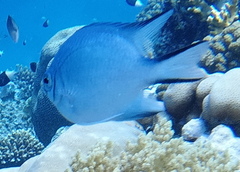 Amblyglyphidodon indicus