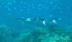 Tylosurus gavialoides