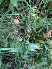 Epipactis helleborine