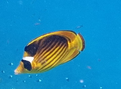 Chaetodon fasciatus