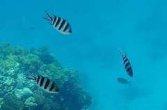 Abudefduf sexfasciatus
