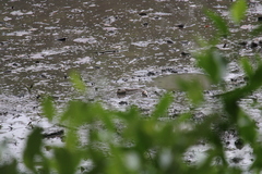 Periophthalmodon schlosseri