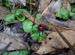 Corybas recurvus