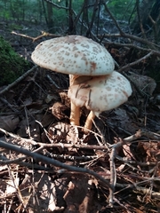 Amanita amerirubescens