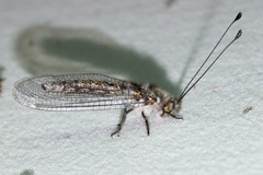 Ululodes quadripunctatus