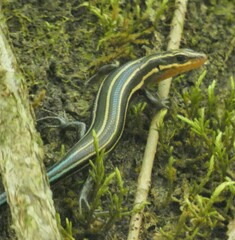 Plestiodon