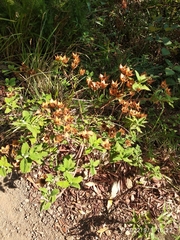 Cistus salviifolius