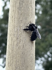 Xylocopa strandi