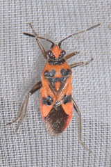 Corizus hyoscyami
