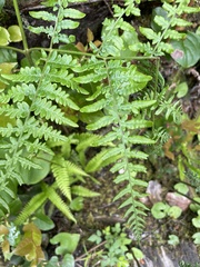 Pteridium aquilinum pubescens